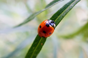 ladybug on green leaf