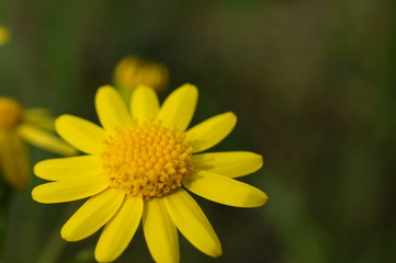 yellow flower on background of green grass