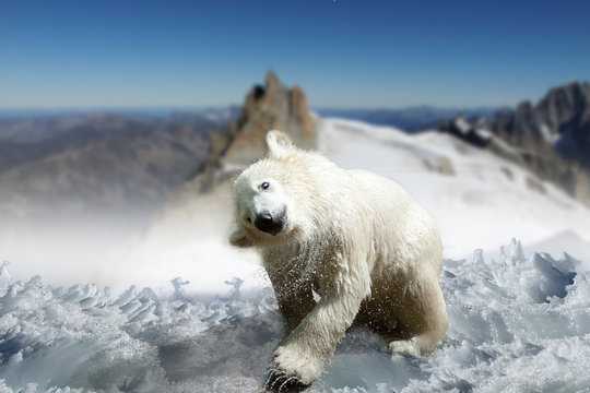 Eisb&auml;r sch&uuml;ttelt sein Fell