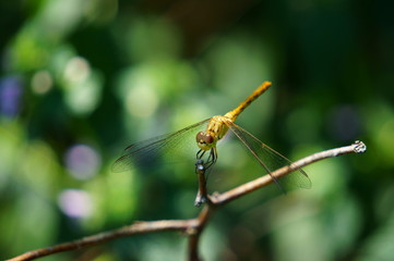 dragonfly on a branch