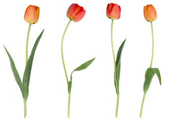 Red tulips isolated on a white background.