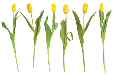 Yellow tulips isolated on a white background.