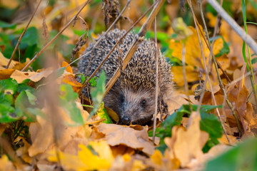 closeup little hedgehog swarming in dry leaves, autumn outdoor scene © Yuriy Kulik