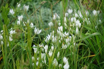 green grass and flowers
