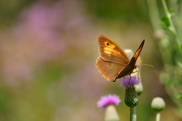 Obraz premium butterfly on flower