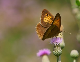 butterfly on flower