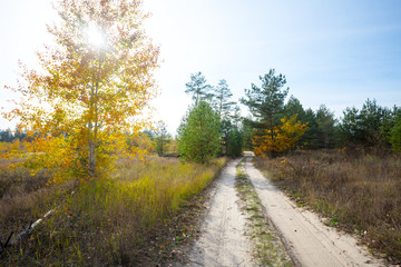 Fototapeta na wymiar autumn forest and ground road at the bright sunny day