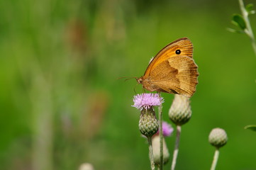 butterfly on flower