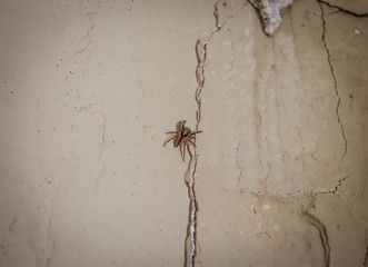 Domestic Spider or Common Spider in Brazil - Garden Spider