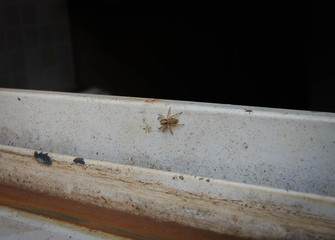 Domestic Spider or Common Spider in Brazil - Garden Spider