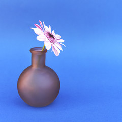 One flower stands in a small vase on a blue background.