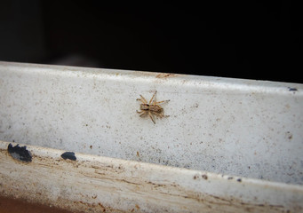 Domestic Spider or Common Spider in Brazil - Garden Spider