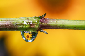 Kropelka © R.Jaszczynski