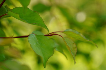 green leaves of tree