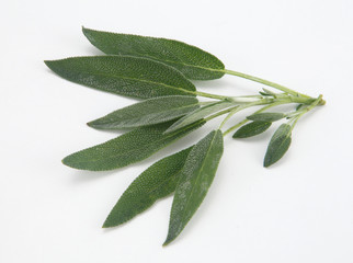  fresh sage leaf