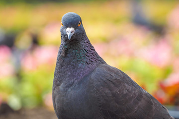 macro shooting of birds. dove close up.