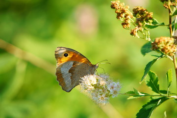 butterfly on flower