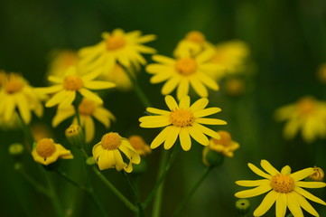 yellow flowers in garden
