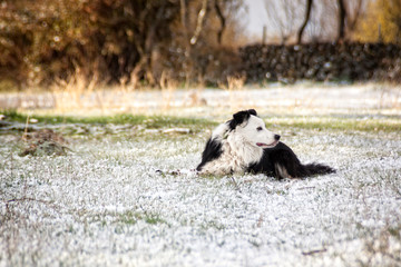 Naklejka na ściany i meble Border Collie posing and playing in the snow. Affectionate pet, very active, focused look.