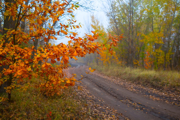 ground road through the misty red autumn forest