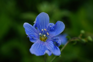 closeup of blue flower