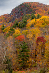 fall foliage