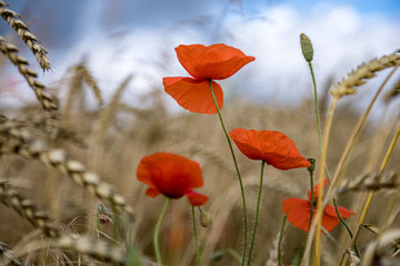 red poppies on background of blue sky