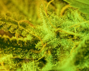 Close-up Marijuana Bud. Macro of trichomes on female cannabis indica plant leaf. Cannabis flower seen under a microscope. tetracanabinol contained in trichomes of marijuana.