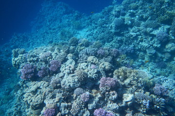 Red Sea underwater landscape with fishes and corals. Natural background