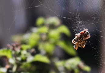 A spider about to devour its prey caught in a spiderweb.