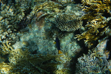 Red Sea underwater landscape with fishes and corals. Natural background