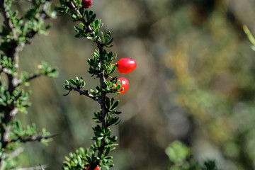 Piquillín, fruits in the Caldén Forest,Pampas, Patagonia,Argentina