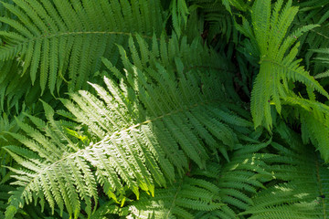 A fern plant in the forest illuminated with sun rays.
