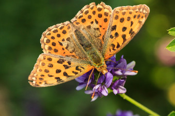 Dostojka latonia (Issoria lathonia)