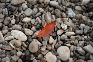 Orange leaf, found among gray the stones, in autumn