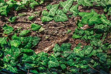 beautiful background, green bindweed on tree bark