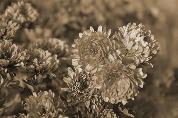 Flowers, chrysanthemum flowers, wallpaper Chrysanthemums, chrysanthemums in autumn, annual...