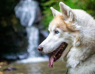 Husky by waterfall