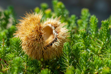 Chestnut hedgehog, fallen from the tree in autumn, among the vegetation