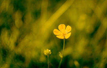 yellow buttercup
