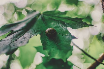 snail on leaf