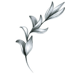 Tropical gray leaves of different shapes are drawn in pencil. manual graphics. Botanical flower, for textile decoration and design. isolated monochrome illustration. stock graphics