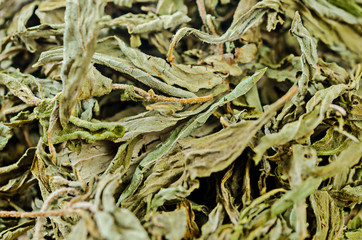 Stevia rebaudiana Bertoni, sweet leaf sugar substitute.