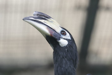 Close up Horn Bill Bird