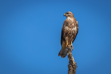 Buzzard ( Buteo Buteo) sitting on a branch in the blue sky.  Madikwe Game Reserve, South Africa.