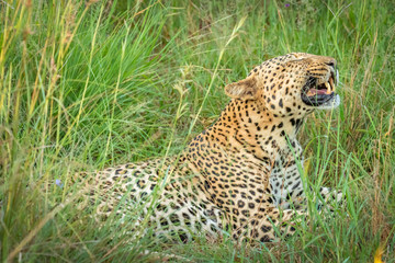 African leopard ( Panthera Pardus) lying in the grass, showing his teeth, close up, Madikwe Game Reserve, South Africa.