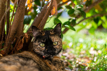 Cat in bush