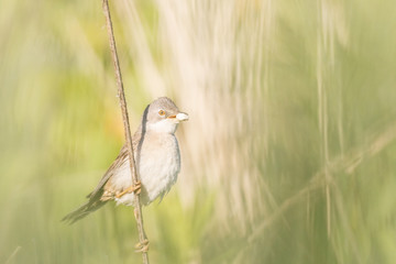 Cierniówka (Curruca communis)