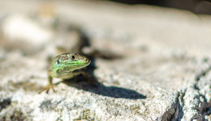 Lizard Trogir Croatia