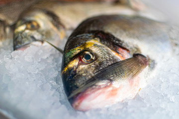 frozen fish